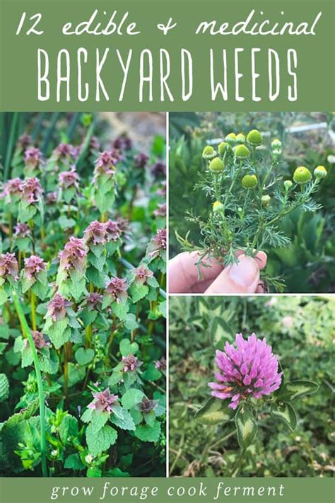 12 Edible and Medicinal Weeds to Forage in Your Backyard