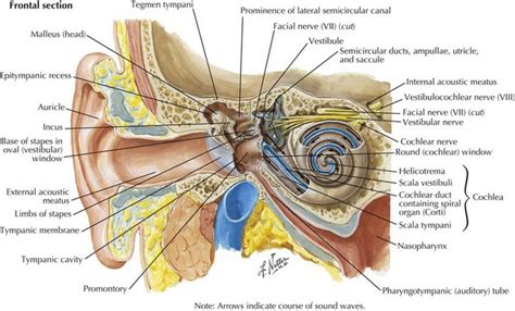 Cranial Nerve VIII | Neupsy Key