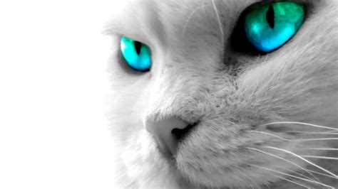 Blue Eyes Wallpaper Best Images About Cat Wallpapers - Hd Cat Wallpapers 1080p - 1920x1080 ...