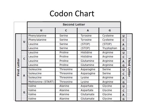 How To Read A Codon Chart Worksheet