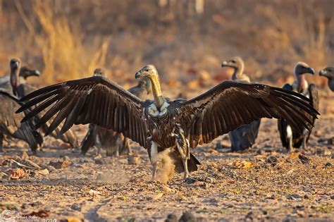 IUCN SSC Vulture Specialist Group | IUCN