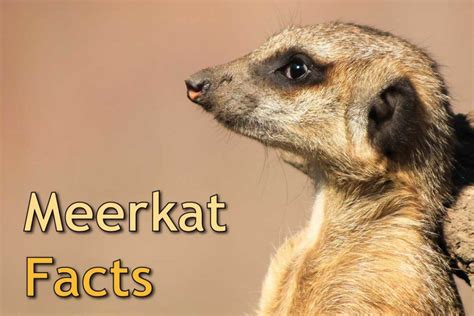 Meerkat Facts For Kids & Adults: Pictures, Video & In-Depth Information.