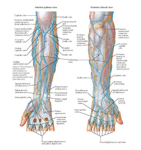 Cutaneous Nerves And Superficial Veins Of Forearm And Hand Anatomy Anterior Palmar View ...