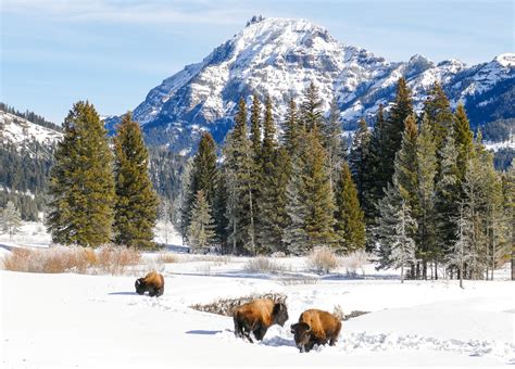 How to visit Lamar Valley on a Winter Trip to Yellowstone NP