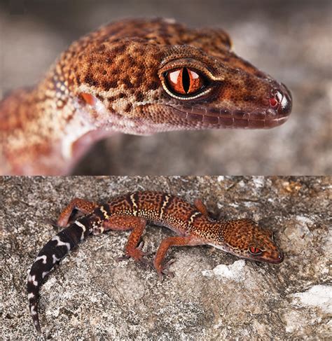 Species New to Science: [Herpetology • 2020] Goniurosaurus varius • A ...