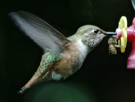 Hummingbirds: Bees at your Feeders?