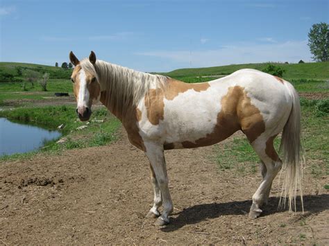 Pin on Horses - Tobiano