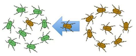 Microevolution: Definition, Examples, Quiz | Biology Dictionary