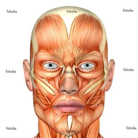 Human body | Referência anatomia, Anatomia, Facial