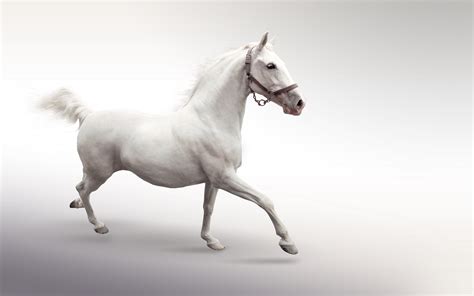 🔥 Download White Horse Wallpaper by @chrishill | Horse With White ...