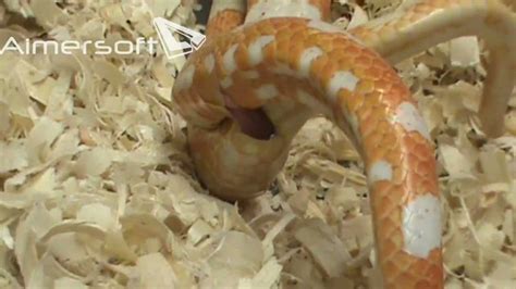 corn snake breeding - YouTube