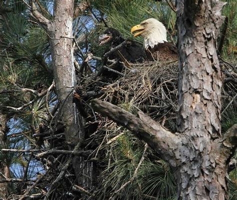 Bald Eagles nesting | During a trip to the Kentucky Dam area… | Flickr