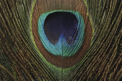 Closeup of the Feather of a Peacock Stock Image - Image of background ...