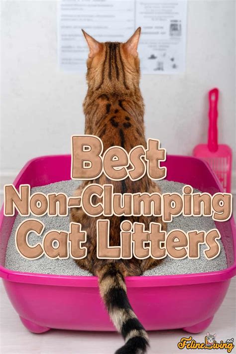 8 Best Non-Clumping Cat Litter In October 2024