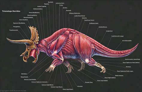 Triceratops Horridus - Rushelle Kucala Art