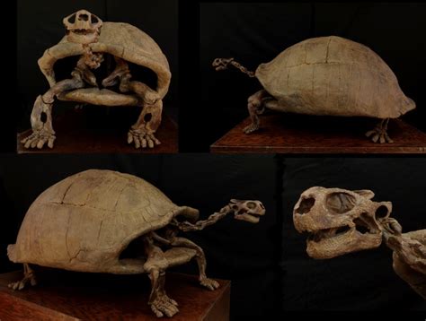 Ice Age Tortoise Skeleton Replica | DINOSAURS ROCK SUPERSTORE | Fossil ...