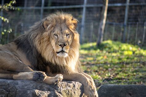 'Just Like a Leo': Lion and Zoo Guest Roar at Each Other in Resurfaced Clip - Newsweek