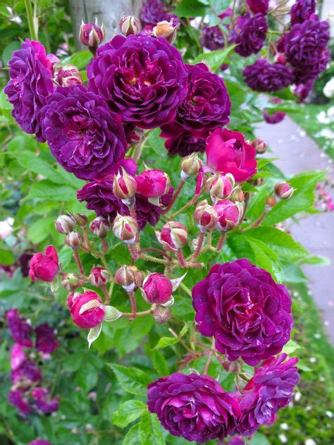 33 Best Thornless roses images | Thornless roses, Climbing roses, Rose