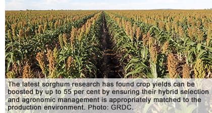 Sorghum yield gains on offer for northern growers - Grain Central