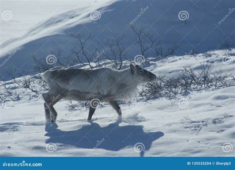 Reindeer in Greenland stock photo. Image of walking - 135533204