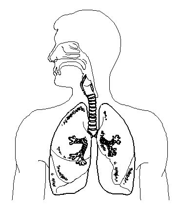 Respiratory System Unlabeled Diagram