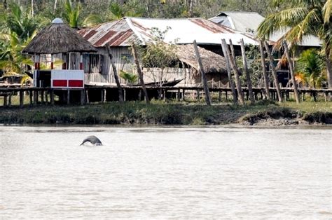 Ganges River Dolphin – "OCEAN TREASURES" Memorial Library