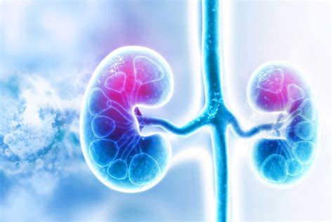 Kidneys: Anatomy, Location, and Function