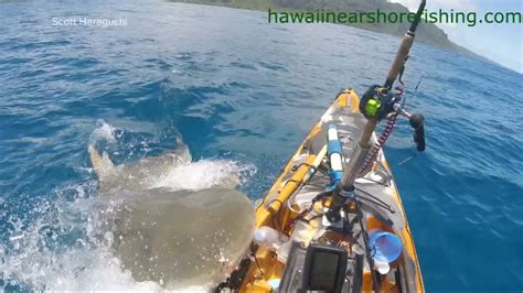 Shark attack kayak: Shark attacks kayak off Kualoa, Hawaii shore ...