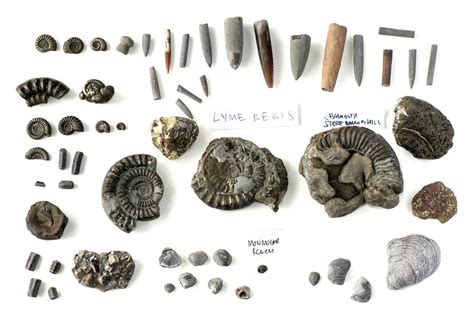 Jurassic fossil hunting in Lyme Regis, Charmouth, Monmouth… | Flickr