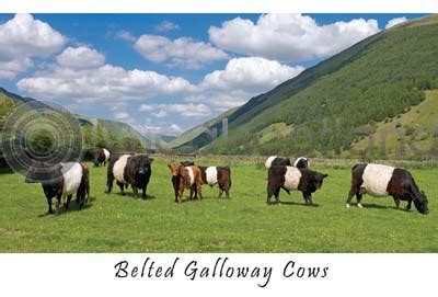 Belted Galloway Cows Postcard (H A6 LY)