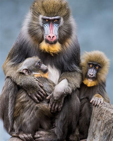 Mandrill, Mandrillus sphinx - New England Primate Conservancy