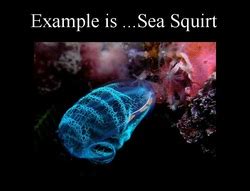 ️ Urochordata examples. What Is An Example Of A Tunicate. 2019-03-04