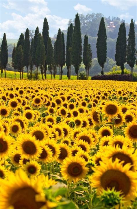 Girasoles | Beautiful nature, Landscape, Beautiful landscapes