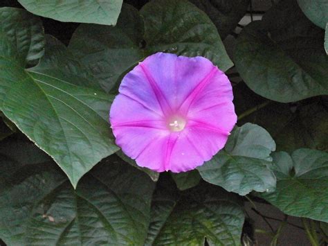 Free Images : leaf, petal, botany, flora, purple flowers, hibiscus, morning glory, pink flower ...