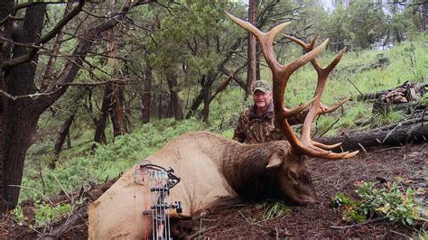 Huge elk | Hunting