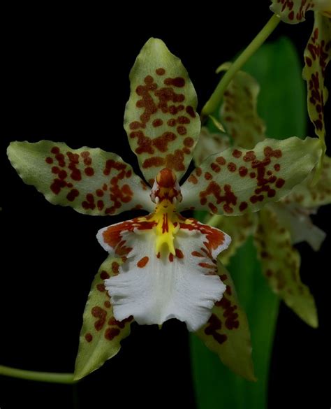 Odontoglossum , hybrid, 3 cm photo - Pieter C. Brouwer photos at pbase.com