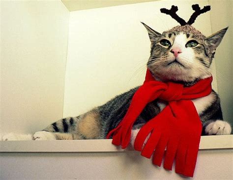 Kittens Christmas Outfits - 20 Christmas Costumes For Cats