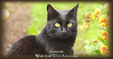 Black Cat Symbolism & Meaning | Black Cat Spirit, Totem & Power Animal