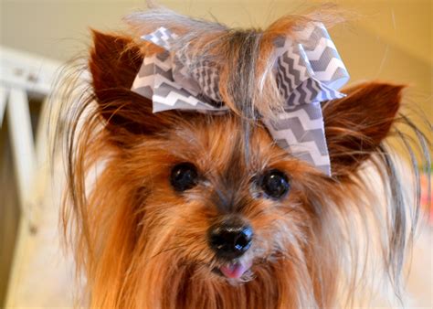 Yorkie Gray Chevron Hair Bow from Natalee's Closet Gray Chevron, Yorkies, Dog Clothes, Hair Bows ...