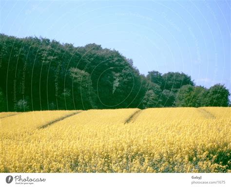 rapeseed body Canola field - a Royalty Free Stock Photo from Photocase