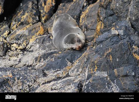 New Zealand fur seal Stock Photo - Alamy