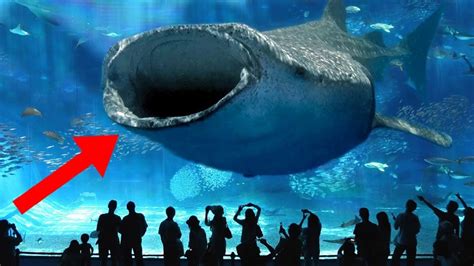 Largest Aquarium In The World 2018 - Aquarium Views