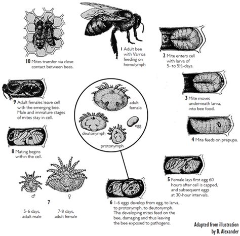 Varroa Mite Reproductive Biology - eXtension | Bienen