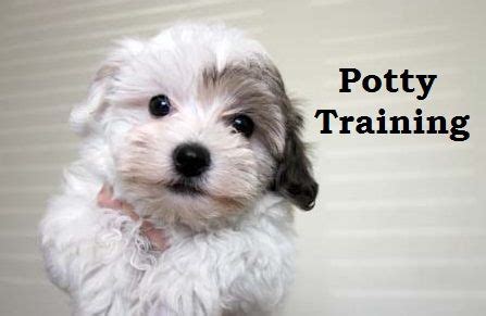 Havanese Puppies. How To Potty Train A Havanese Puppy. Havanese House Training Tips ...