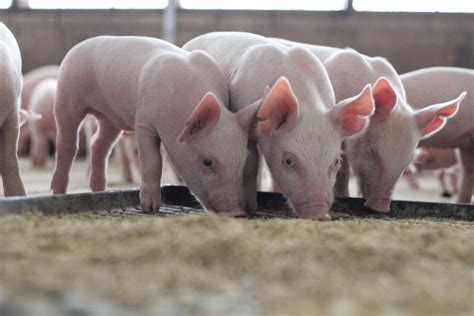 Science and Passion for Nutrition Drive Innovation in Pig Diets - Iowa Select Farms