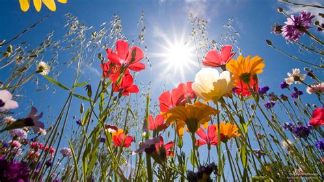 WebshotsPhotos | Fleurs sauvages, Il fait beau, Jardin d'eau