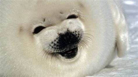 Download Animal Seal HD Wallpaper