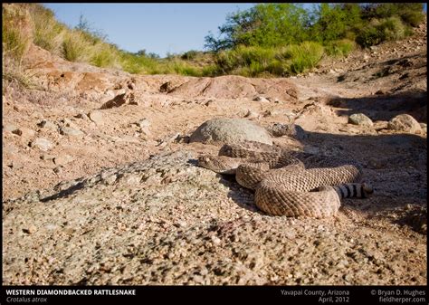 Crotalus-atrox-1-042212 - Rattlesnake Solutions