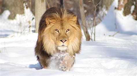 Lion On Snow Covered Landscape HD Lion Wallpapers | HD Wallpapers | ID #58497