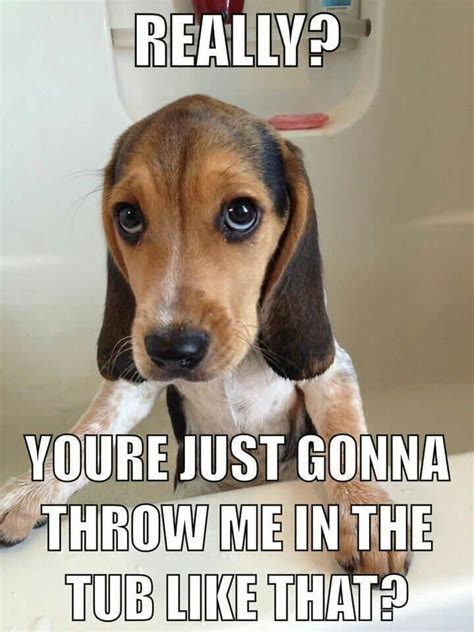 Funniest Beagle Meme - K9nerds.com